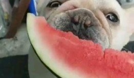 聊娱乐的吃瓜群众评价是真的吗