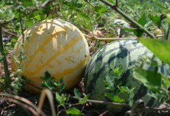 娱乐718吃瓜上不去了,揭秘吃瓜群众为何上不去的神秘面纱