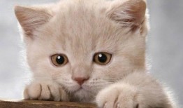 娱乐吃瓜酱内向的小猫