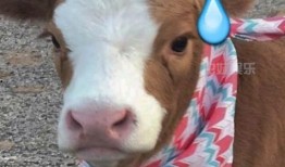 娱乐吃瓜酱狗子