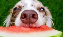 娱乐吃瓜酱狗子