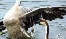 八鹅吃瓜菌不空娱乐