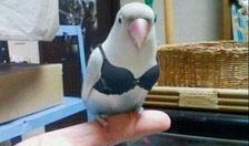 皮卡丘娱乐圈吃瓜,吃瓜群众眼中的萌宠明星